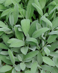 Sage Plant in a 13cm Pot Garden Ready Herb Plant