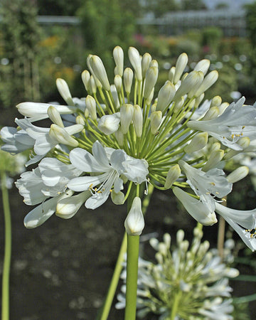 Perfect Plants Agapanthus Polar Ice Plant in 17cm Pot – Garden-Ready Perennial, Beautiful White African Lily, Hardy for Garden Borders and Containers