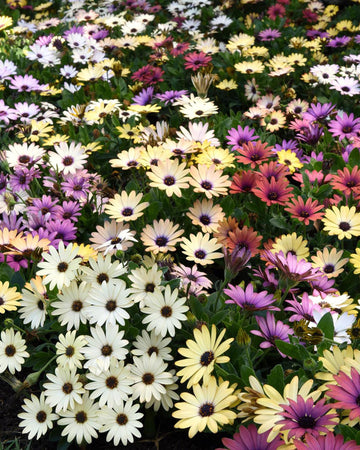 Osteospermum Plants Mixed Colours - 3 x 10cm Pots Bedding plants