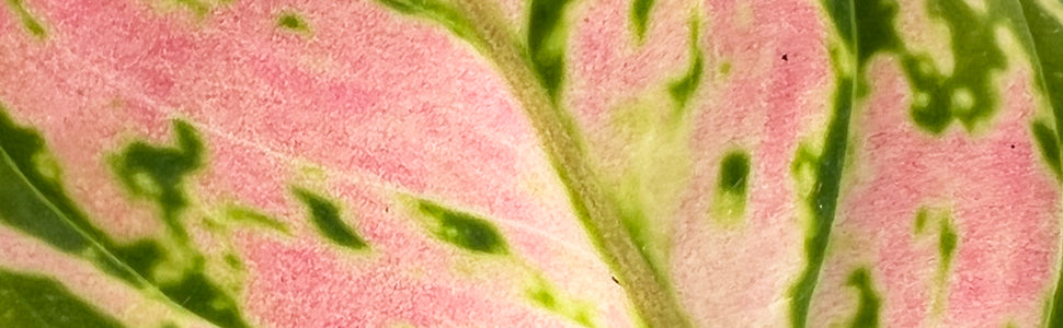 aglaonema red zircon Chinese Evergreen | Zircon Red