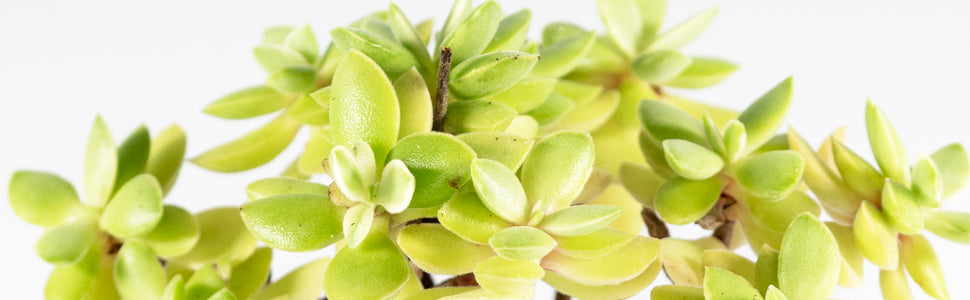 money maker jade plant Jade Plant