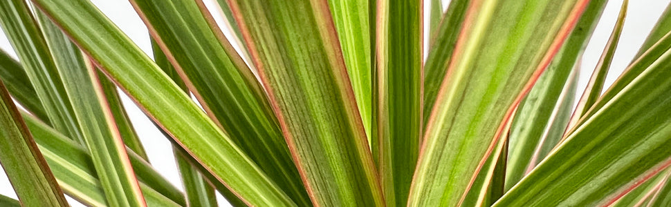 dracaena bicolour Dragon Tree | Bicolour Twin Stem