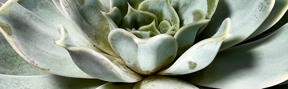 succulent lilacina Echeveria | Lilacina