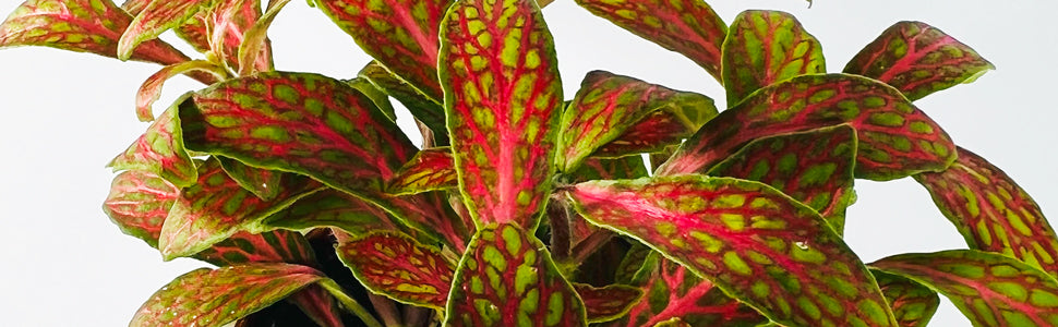 Plant Bio Facts background image