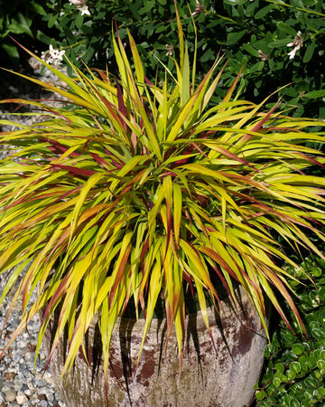 Hakonechloa Grass Plant - Macra Sunflare in a 17cm Pot - Japanese Forest Grass
