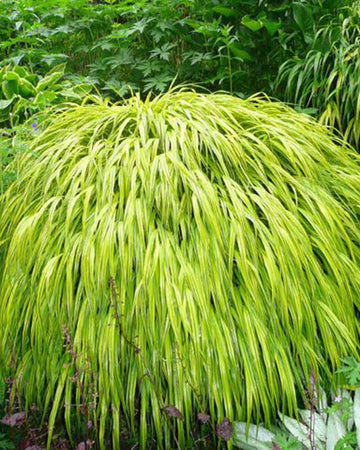 Hakonechloa Grass Plant - Macra Aureola in a 17cm Pot - Japanese Forest Grass