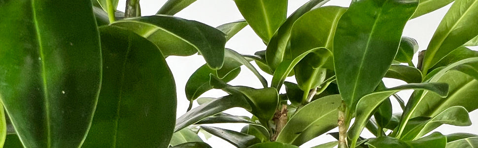 indian laurel house plant Indian Laurel | Ginseng
