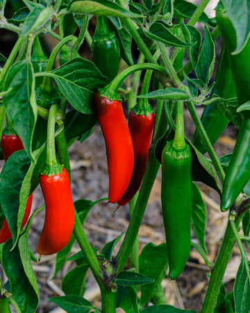 Chilli Jalapeno Plants x 3 Each in a 9cm Pots