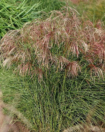 Miscanthus Grass Plant - Sinensis Red Cloud in a 17cm pot - Hardy Ornamental Grass