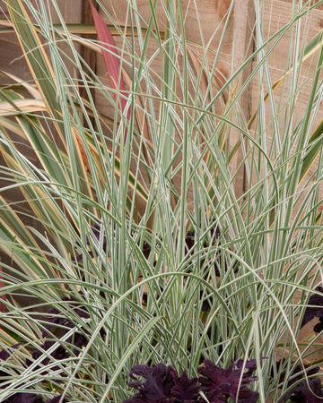 Miscanthus Grass Plant - Sinensis Morning Light in a 17cm pot - Hardy Ornamental Grass