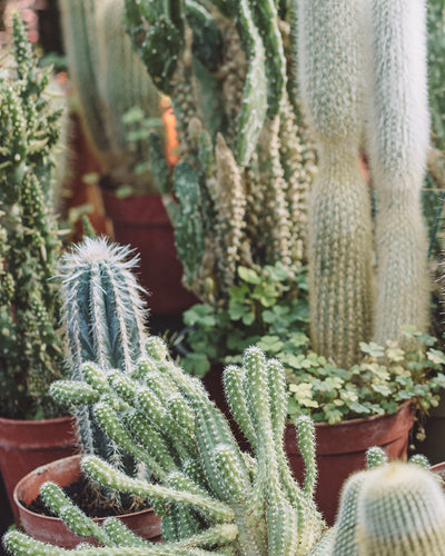 Cactus Plants Main