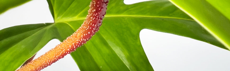 philodendron florida ghost uk Philodendron