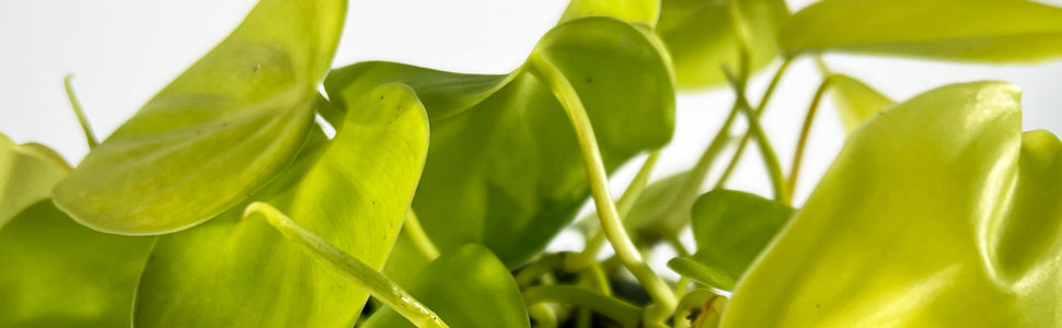 micans lime philodendron Philodendron