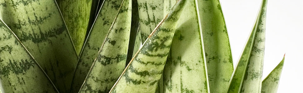 sansevieria tough lady Snake Plant | Tough Lady