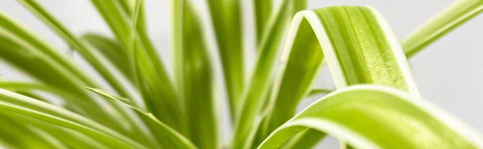 chlorophytum ocean zebra plant Spider Plant Ocean