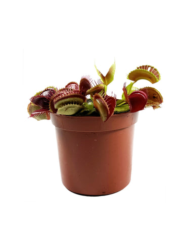 Venus Fly Trap