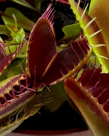 Venus Fly Trap