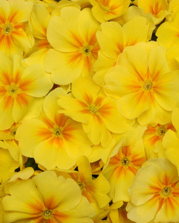 Primrose Plants Yellow with Orange Eye - 6 Plants Each Delivered in a 10.5cm Plant Pot - Vibrant flowers with Delicate Blooms