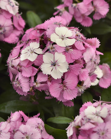 Dianthus Plants Red White Picotee - 6 Plants Each Delivered in a 10.5cm Plant Pot - Delightful Sweet Fragrance