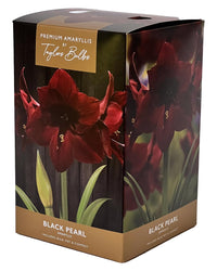 Amaryllis Black Pearl - Amaryllis Bulb Gift with Pot