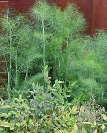 Fennel Plant in a 11cm Pot Garden Ready Herb Plant