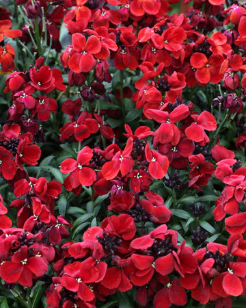 Wallflower Plants Red - 6 Plants Each Delivered in a 10.5cm Plant Pot - Delightful Sweet Fragrance