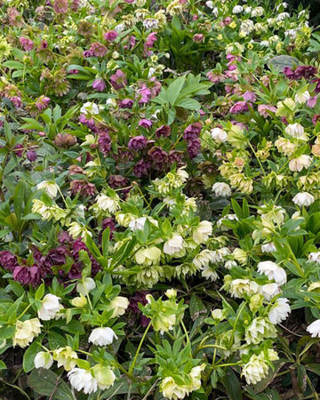 Perfect Plants Hellebore Double Mix Plant in 17cm Pot – Beautiful Double-Flower Varieties, Hardy Perennial for Shade Gardens