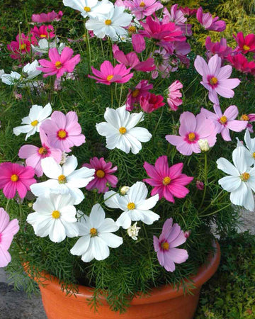 Cosmos Plants Mixed Colours - 6 Pack Bedding Plants