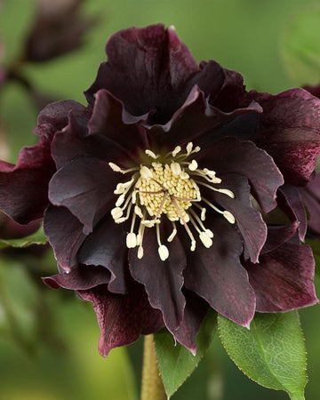 Perfect Plants Hellebore Double Purple Plant in 17cm Pot – Stunning Purple Flowers, Hardy Perennial for Shade Gardens