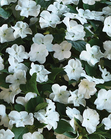 Busy Lizzie Plants White - 6 Pack Bedding Plants