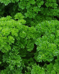 Parsley Plant Curled in a 13cm pot Garden Ready Herb Plant