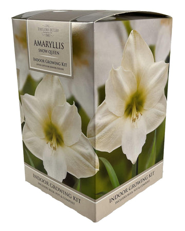 Amaryllis Snow Queen - Amaryllis Bulb Gift with Pot