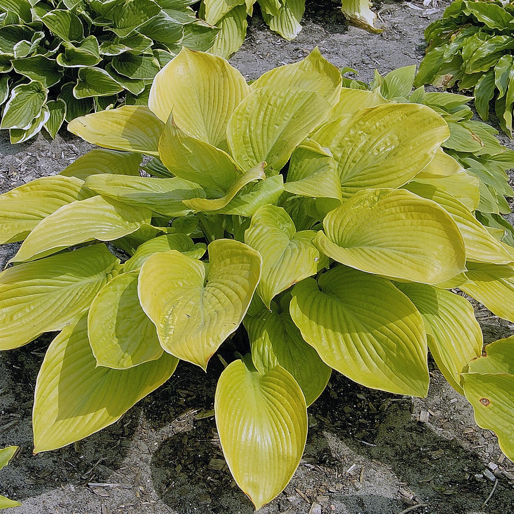 Hosta 'Sum and Substance' – Large Hardy Perennial in a 17cm Pot – Vibr