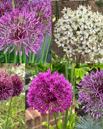 Allium 50 Bulb Gift Set – 5 Stunning Spring Varieties (Christophii, Purple Sensation, Purple Rain, Sphaerocephalon, Nigrum), Stunning Ornamental Bulbs, Gift For Gardeners
