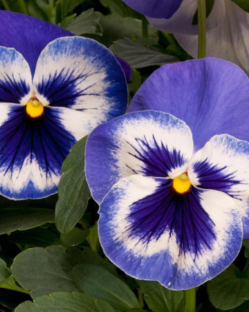 Pansy Plants Marina - 6 Pack Bedding Plant