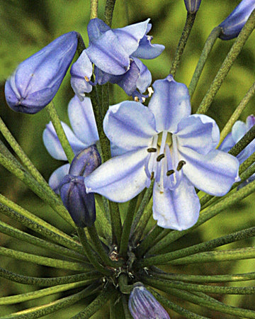 Perfect Plants Agapanthus Donau Plant in 17cm Pot – Garden-Ready Perennial, Stunning Blue African Lily, Hardy for Garden Borders and Containers