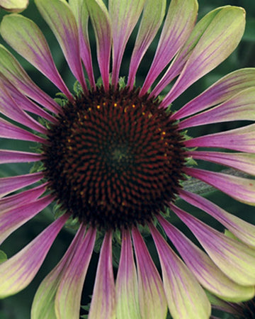 Echinacea Plants Green Twister in 17cm pot.  Coneflower
