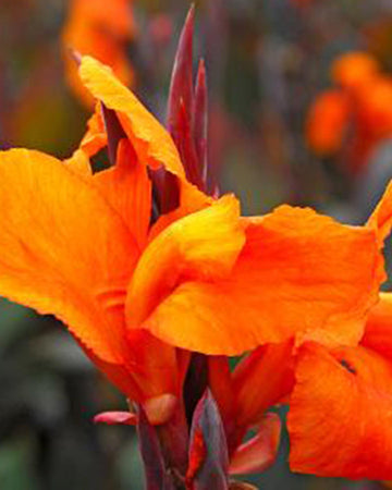 Perfect Plants Canna Lily Wyoming Perennial in 17cm Pot – Bold Red Blooms for Garden Borders