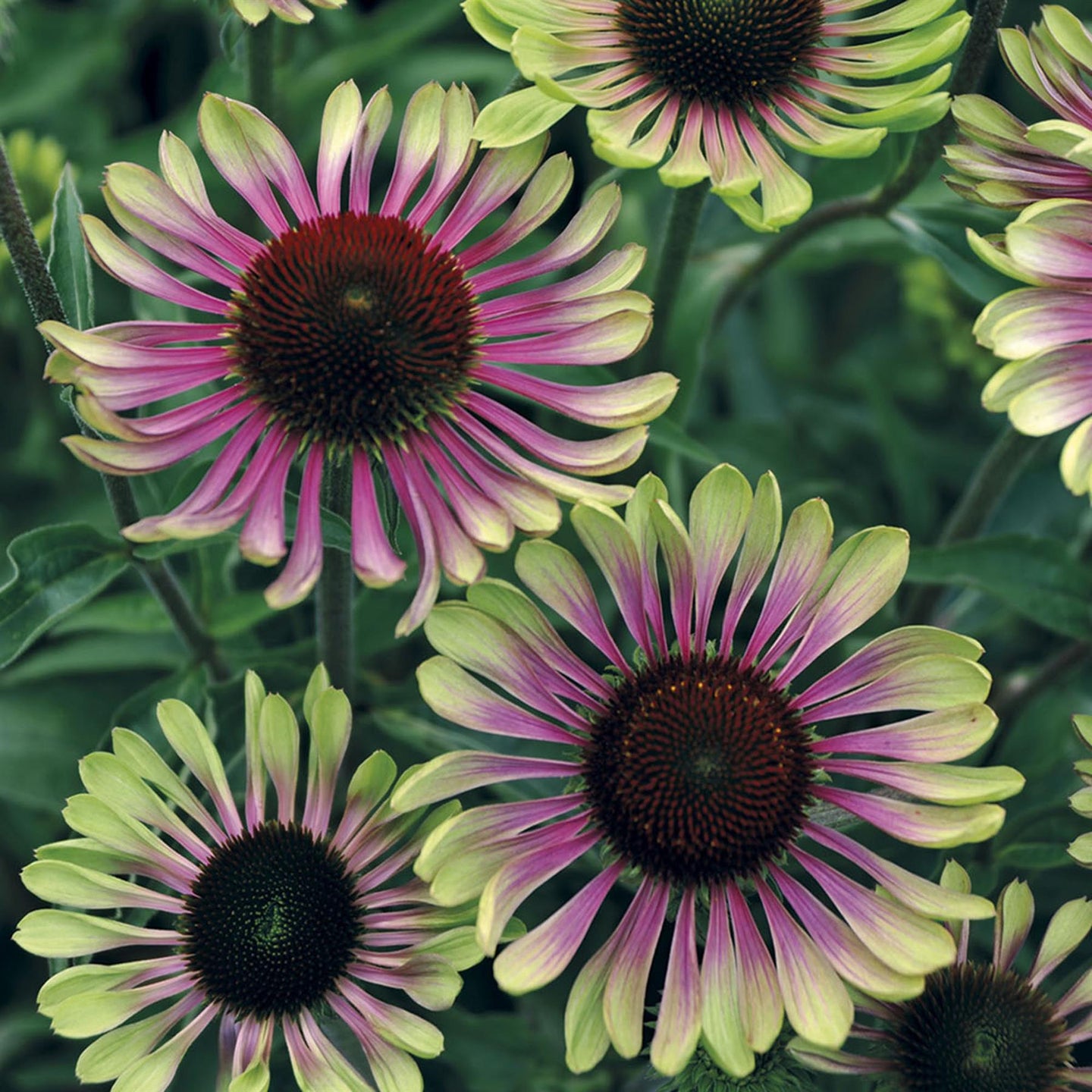 Plant Bio Facts background image