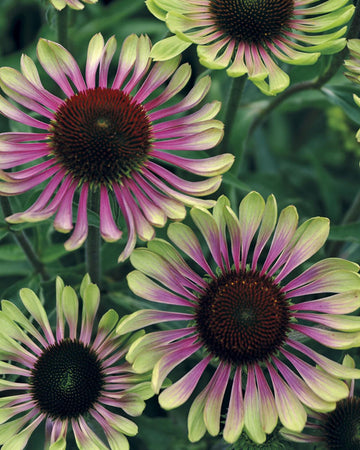 Echinacea Plants Green Twister in 17cm pot.  Coneflower