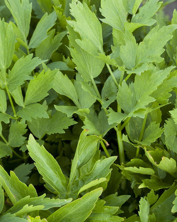 Lovage Plant in a 13cm Pot Garden Ready Herb Plant