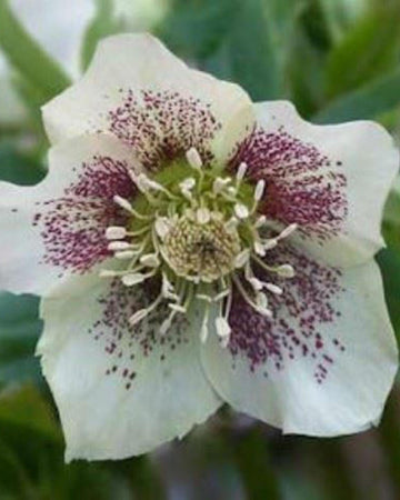 Perfect Plants Hellebore White Spotted Lady Plant in 17cm Pot – Elegant White Spotted Flowers, Hardy Perennial for Shade Gardens