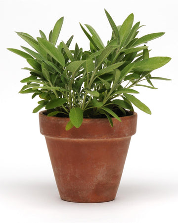 Sage Plant in a 13cm Pot Garden Ready Herb Plant