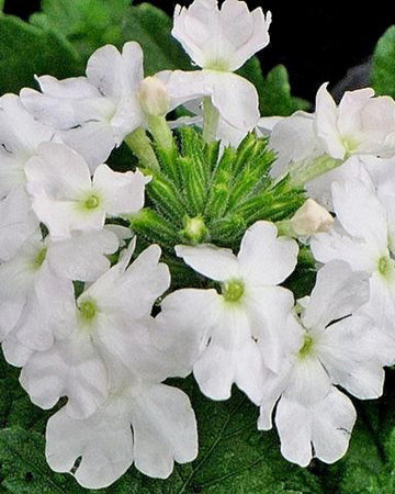 Verbena White Bedding Plants - 6 Pack of Garden Ready Plants