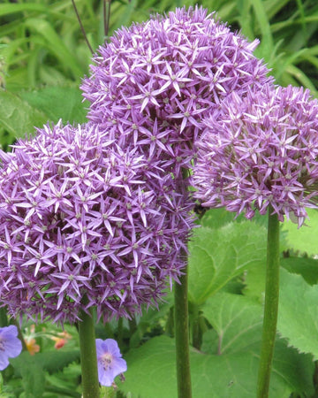 Globemaster Statement 3 Bulb Collection - Size 18/20 Stunning Bulbs for Perfect Plants, Vibrant Colors, Easy to Grow, Ideal for Gardeners, Premium Quality Flowering Bulbs