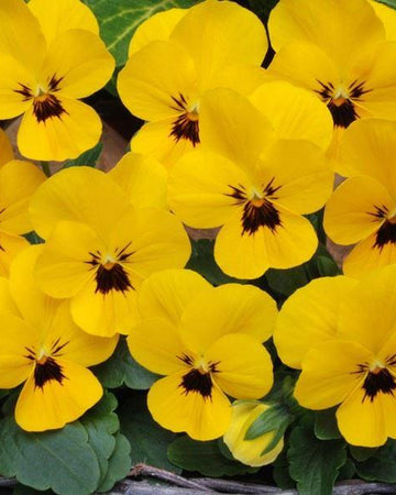 Viola Bedding Plants Yellow Blotch - 6 Pack Garden Ready Plants