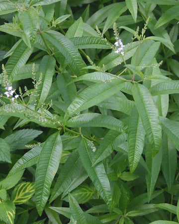 Lemon Verbena Plant in a 13cm pot Garden Ready Herb Plant