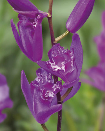 Perfect Plants Bletilla Striata Shi-ran in 13cm Pot – Hardy Garden Orchid, Elegant Pink-Purple Flowers for Garden Borders and Containers