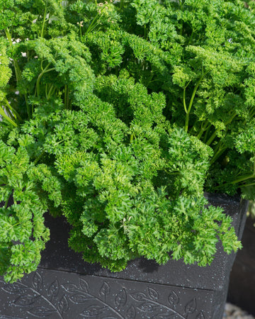 Parsley Plant Curled in a 13cm pot Garden Ready Herb Plant