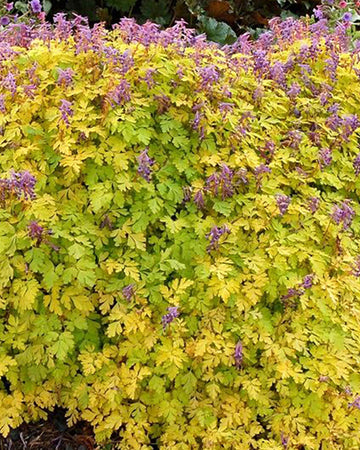 Perfect Plants Corydalis Berry Exciting Perennial in 17cm Pot – Shade-Loving Plant with Vibrant Purple Flowers